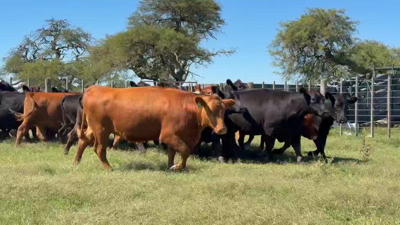 25 Vaquillonas Preñadas
