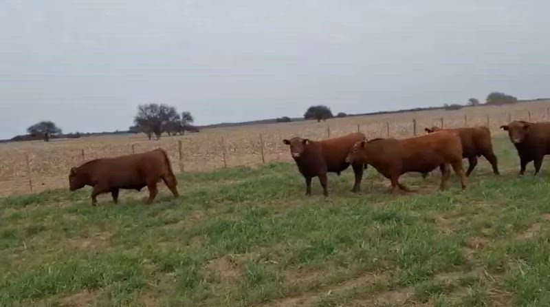 20 Toros
