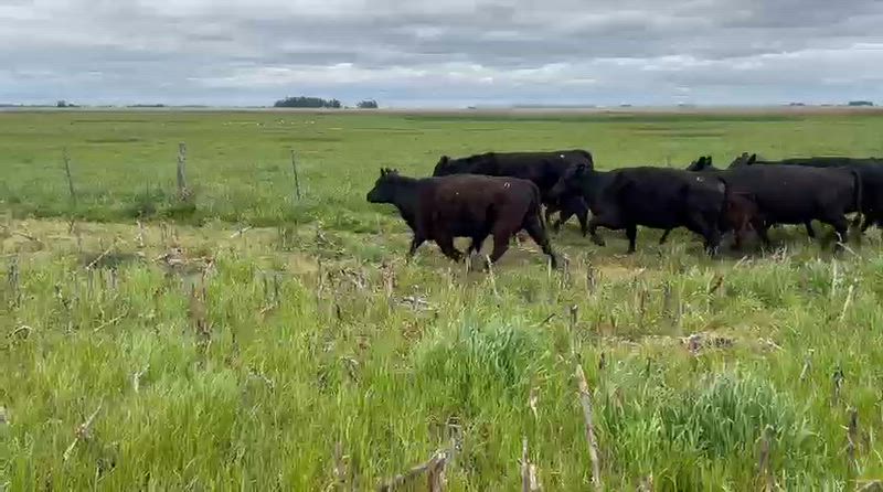 20 Vacas con cría