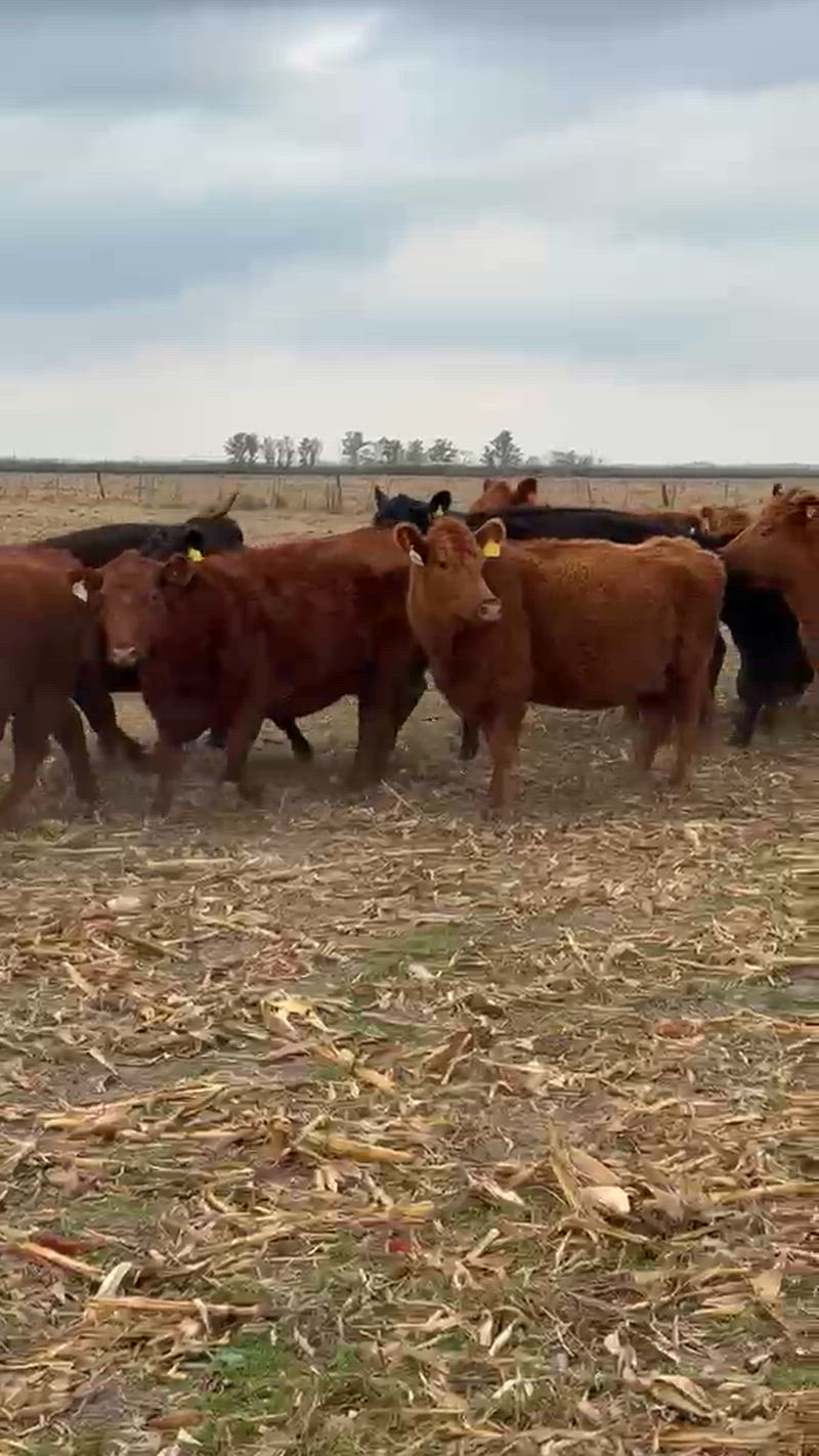 120 Vacas preñadas