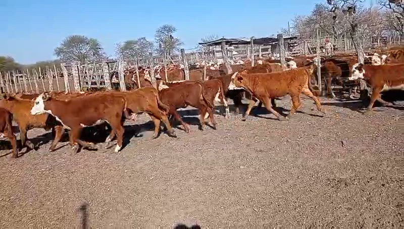 280 Terneras
