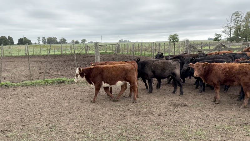 70 Terneros y Terneras