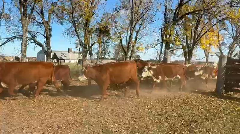 80 Vacas preñadas