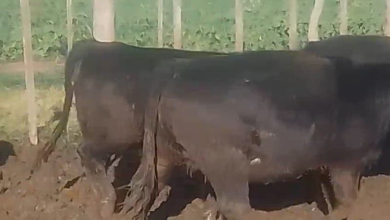 50 Novillitos y Vaquillonas