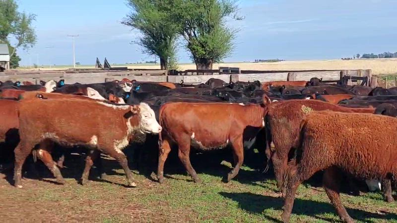 160 Terneras