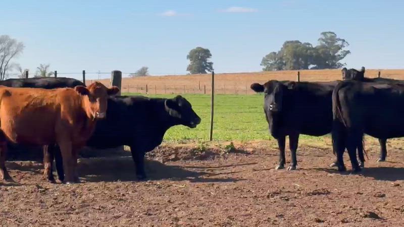 30 Vacas preñadas