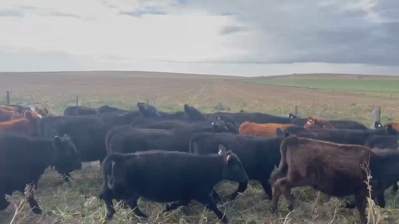 50 Terneros y Terneras
