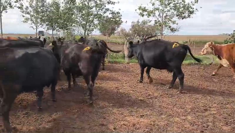35 Vacas CUT Preñadas