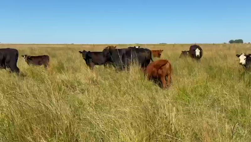 20 Vacas CUT con cría