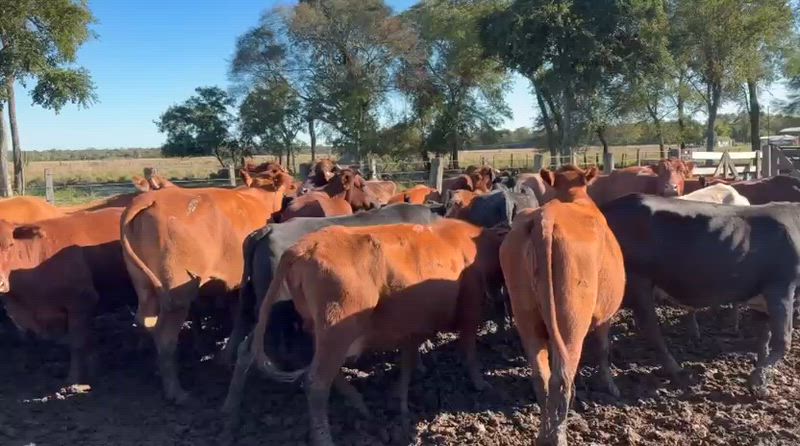 30 Vacas preñadas