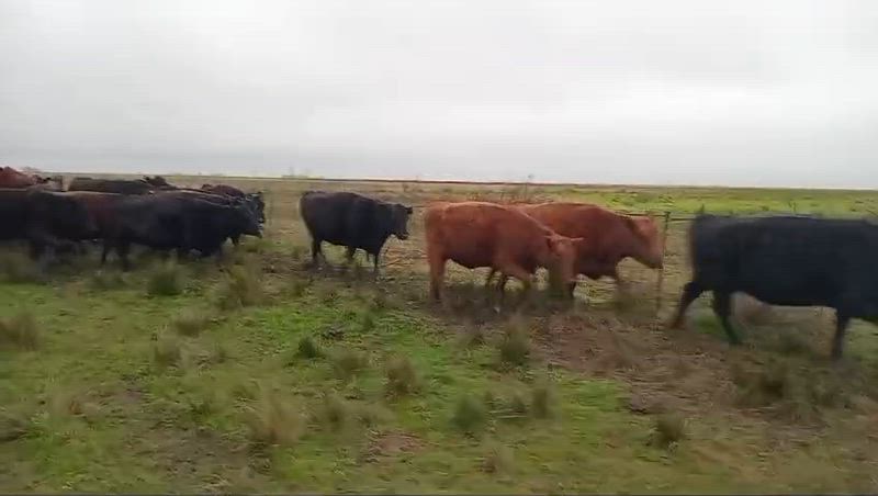50 Vacas CUT Preñadas