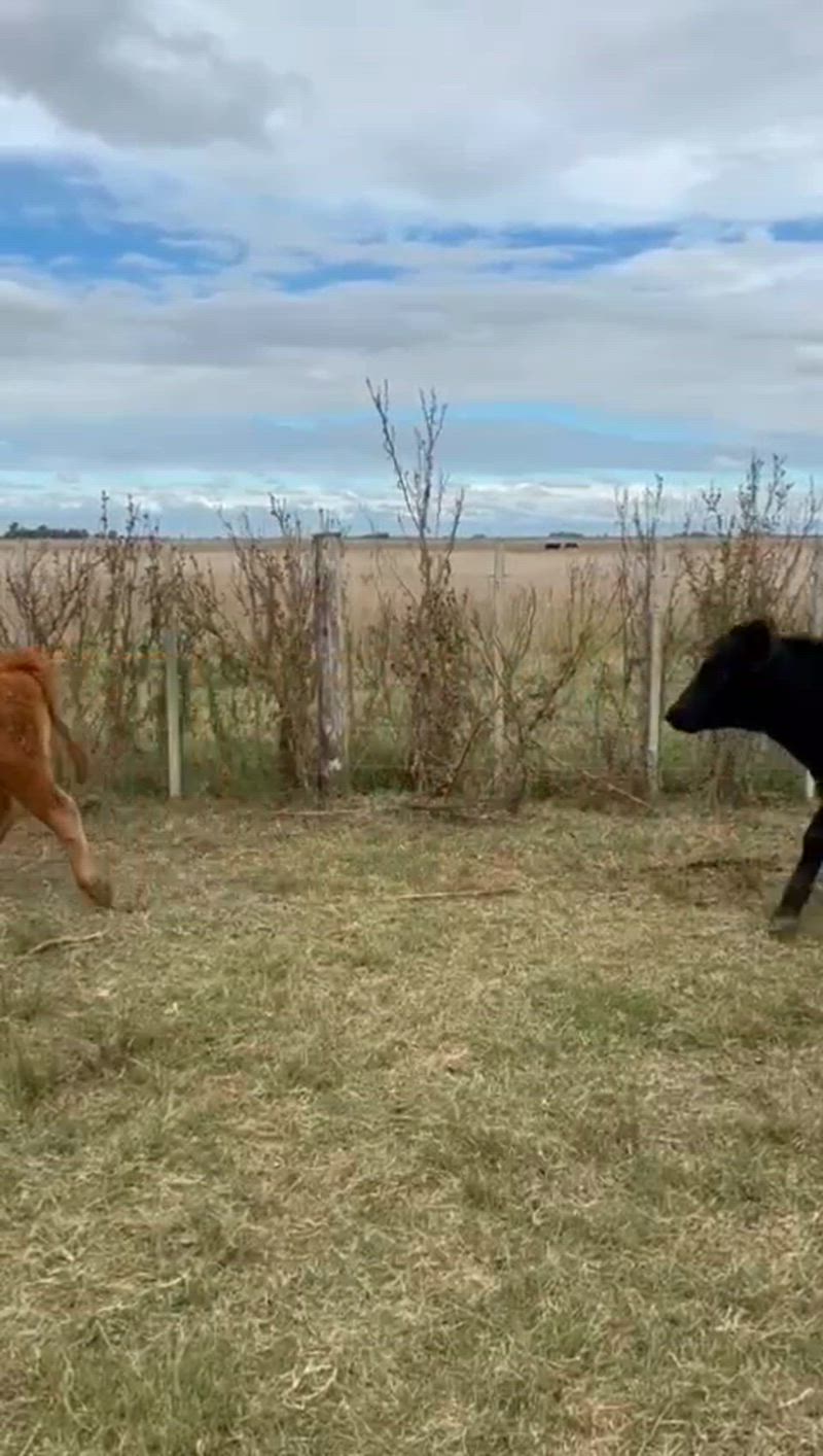 70 Terneros y Terneras