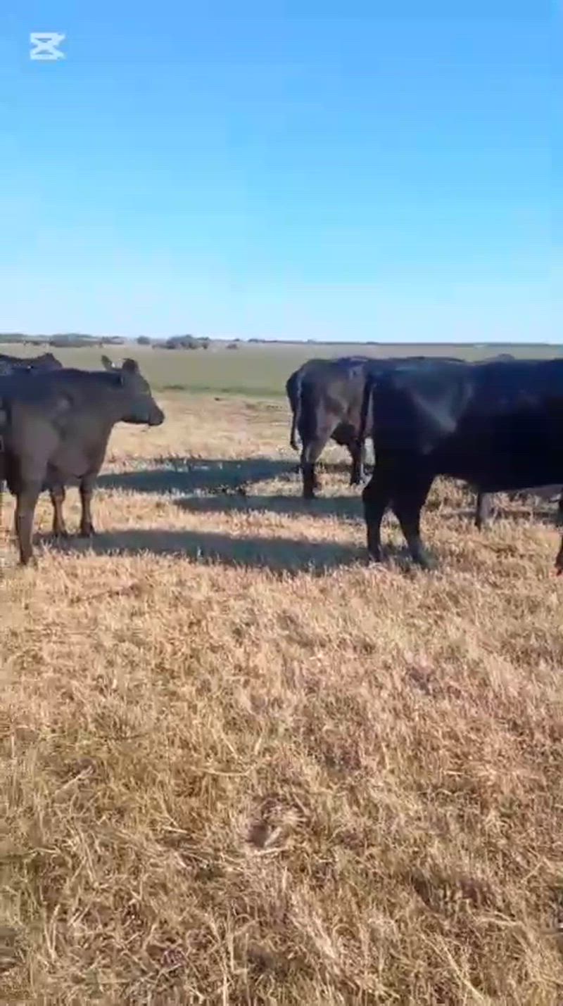 35 Vacas de invernada