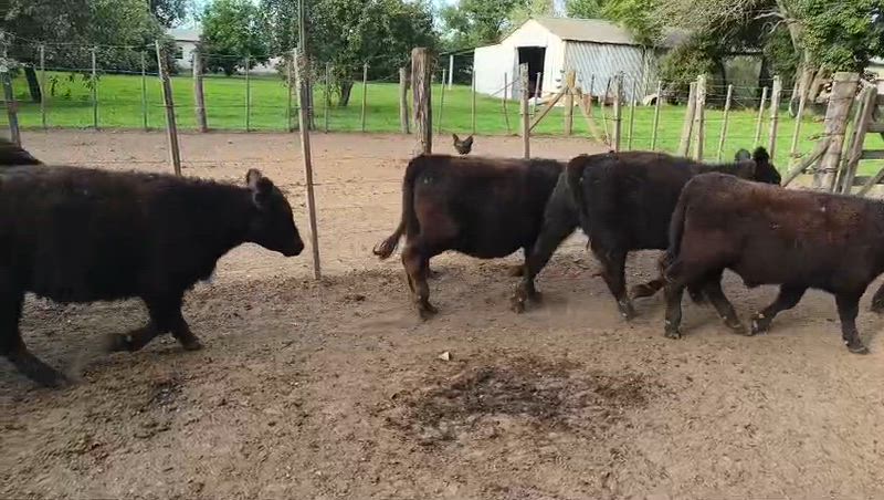 65 Terneros y Terneras