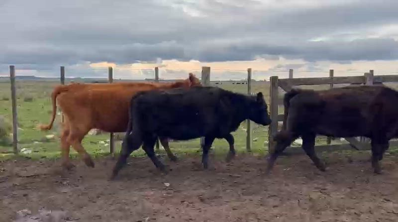 50 Vacas de invernada