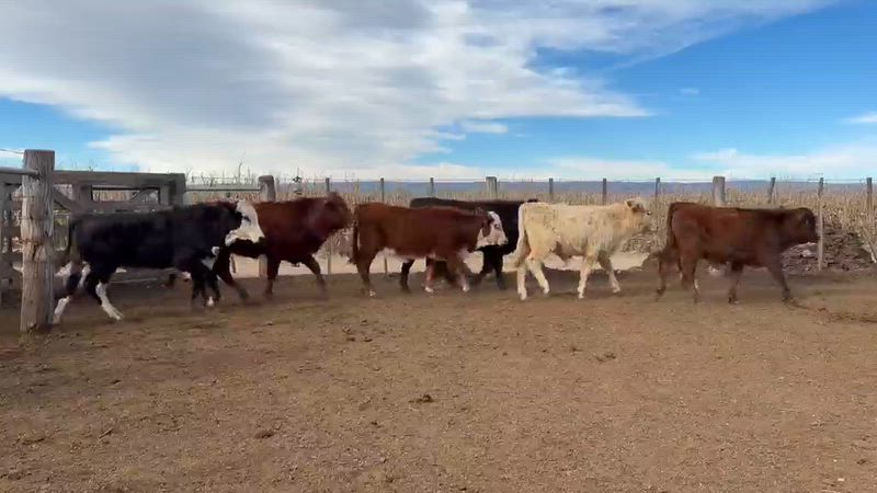 110 Terneros y Terneras