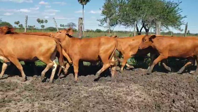 20 Vaquillonas Preñadas