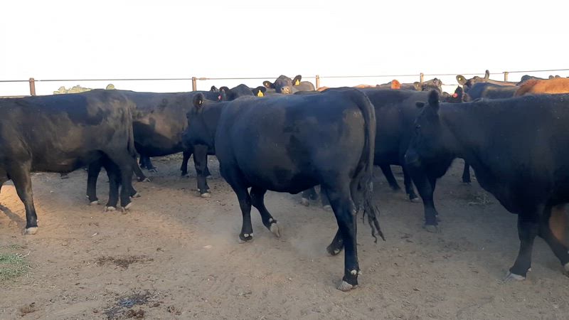 75 Vaquillonas Preñadas