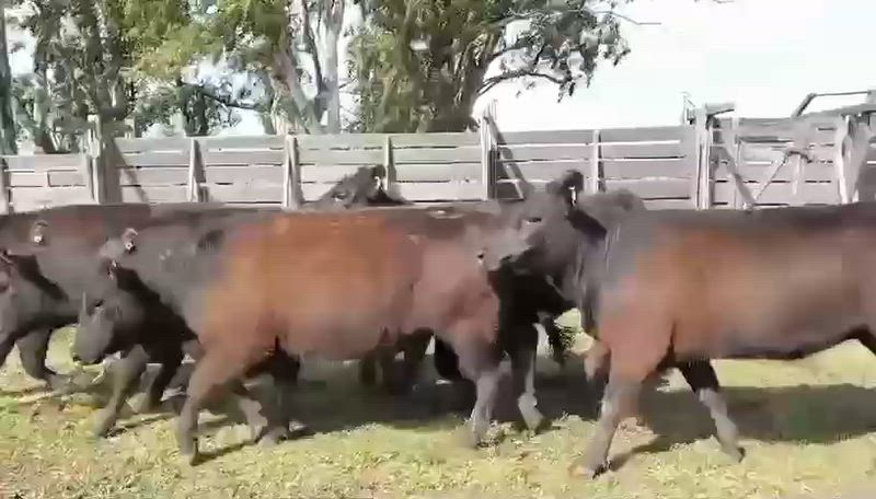 20 Vaquillonas Preñadas
