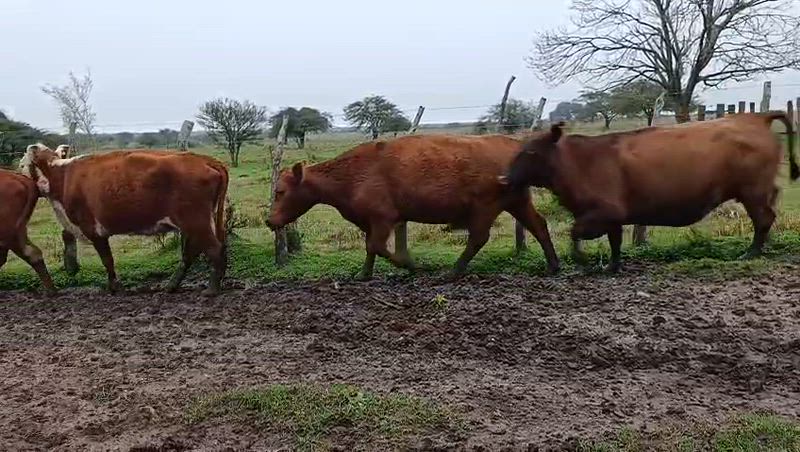 35 Vacas CUT Preñadas