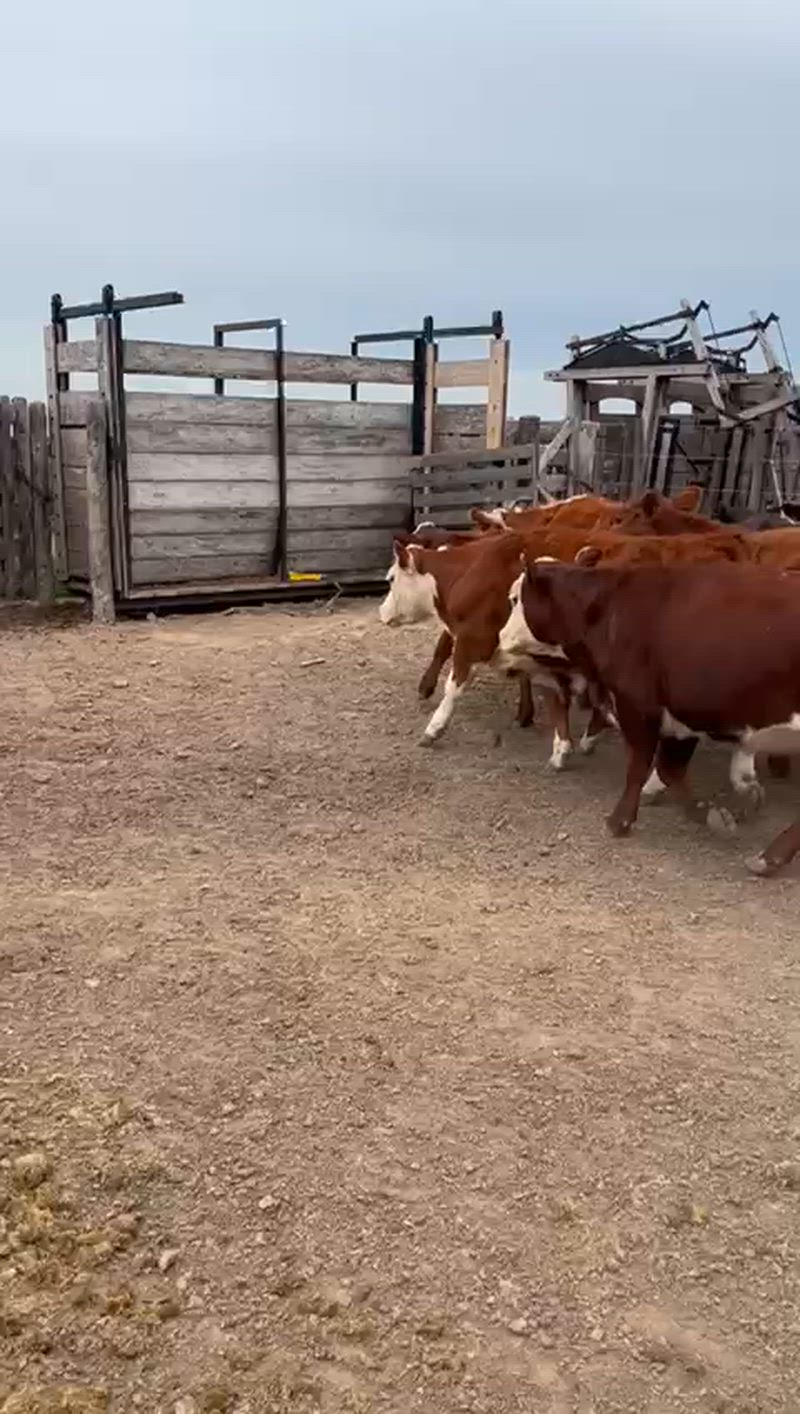 50 Terneros y Terneras