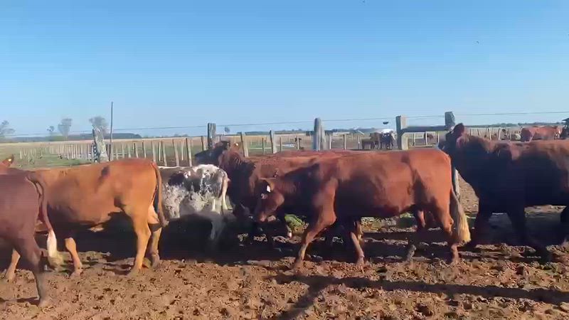 45 Vacas de invernada