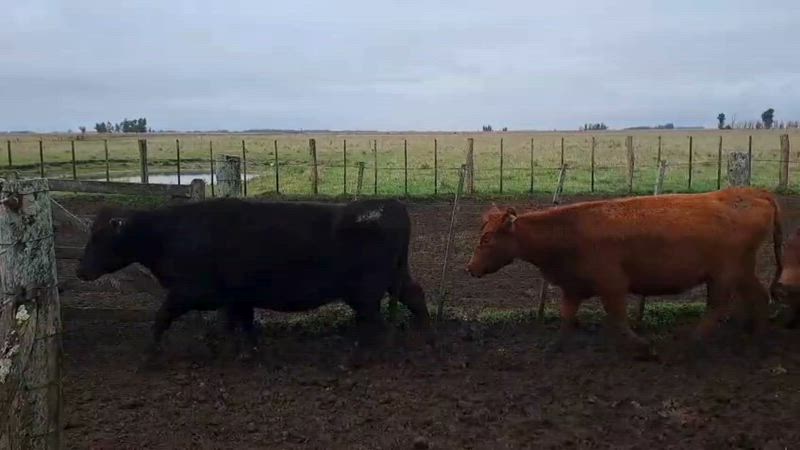 60 Vacas preñadas