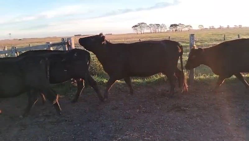 40 Vacas CUT Preñadas