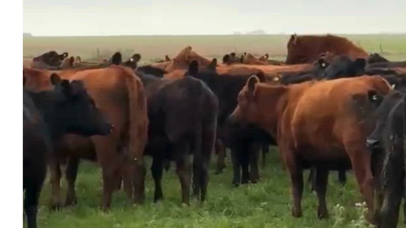 360 Vaquillonas Preñadas