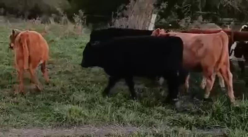 65 Terneros y Terneras