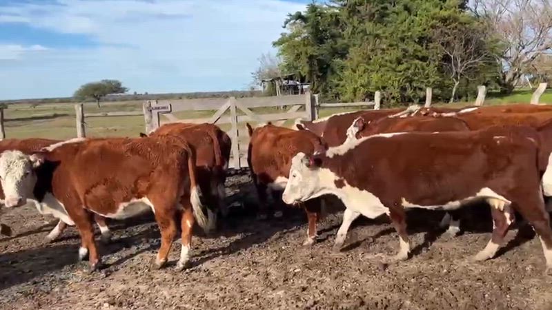 50 Vacas CUT Preñadas