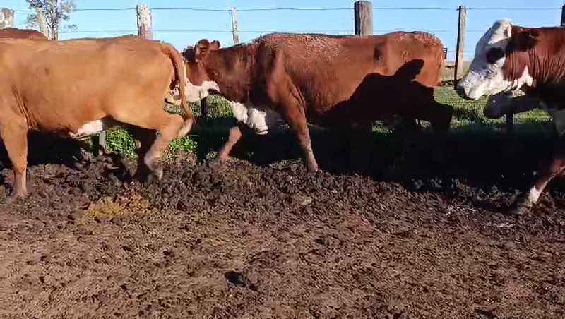 65 Vacas de invernada