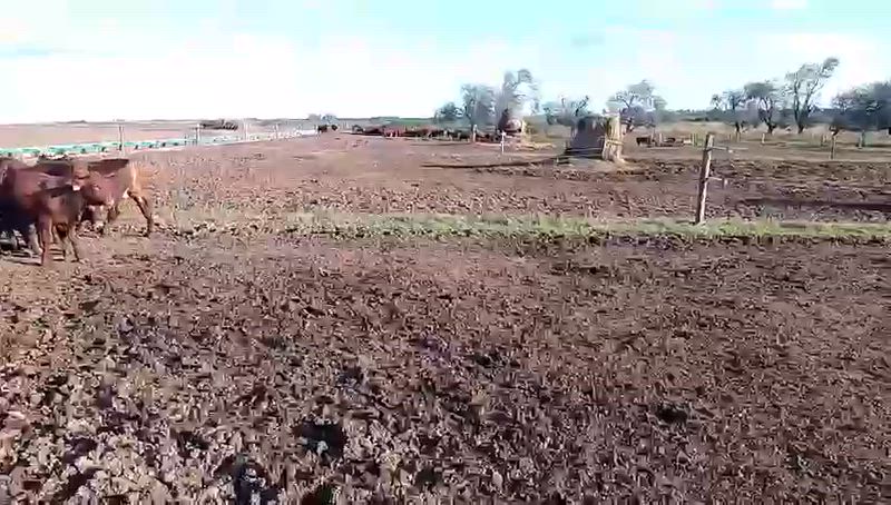 60 Terneros y Terneras