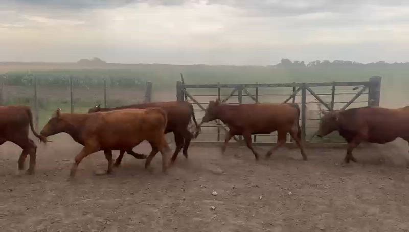 50 Terneros y Terneras