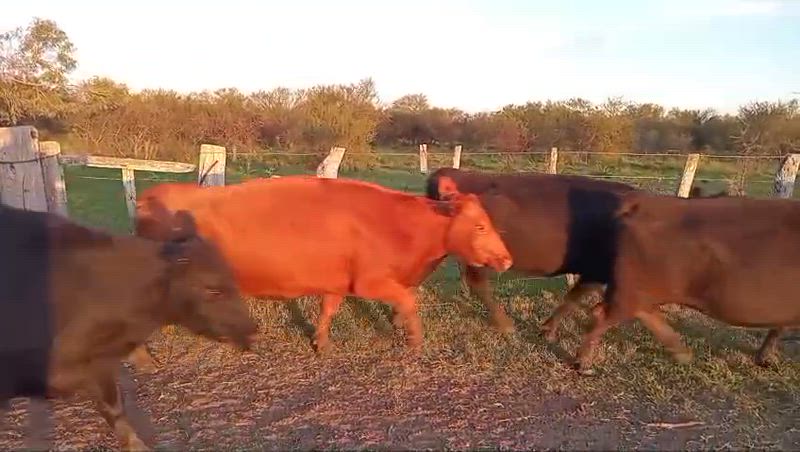 65 Vacas CUT Preñadas
