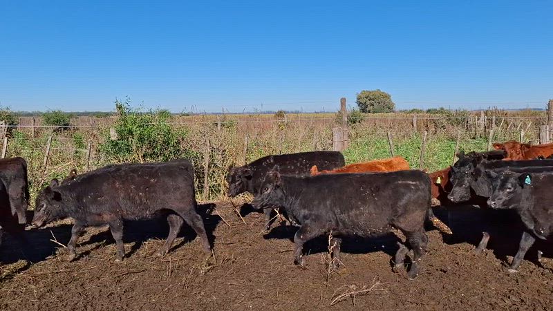 60 Terneros y Terneras