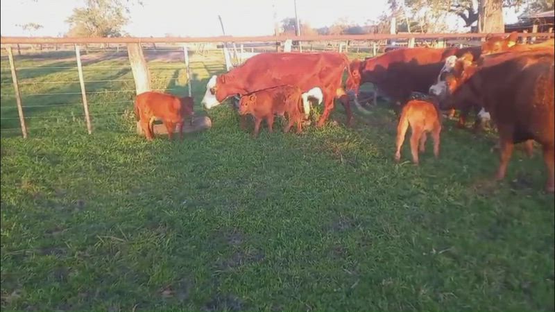 30 Vacas con cría