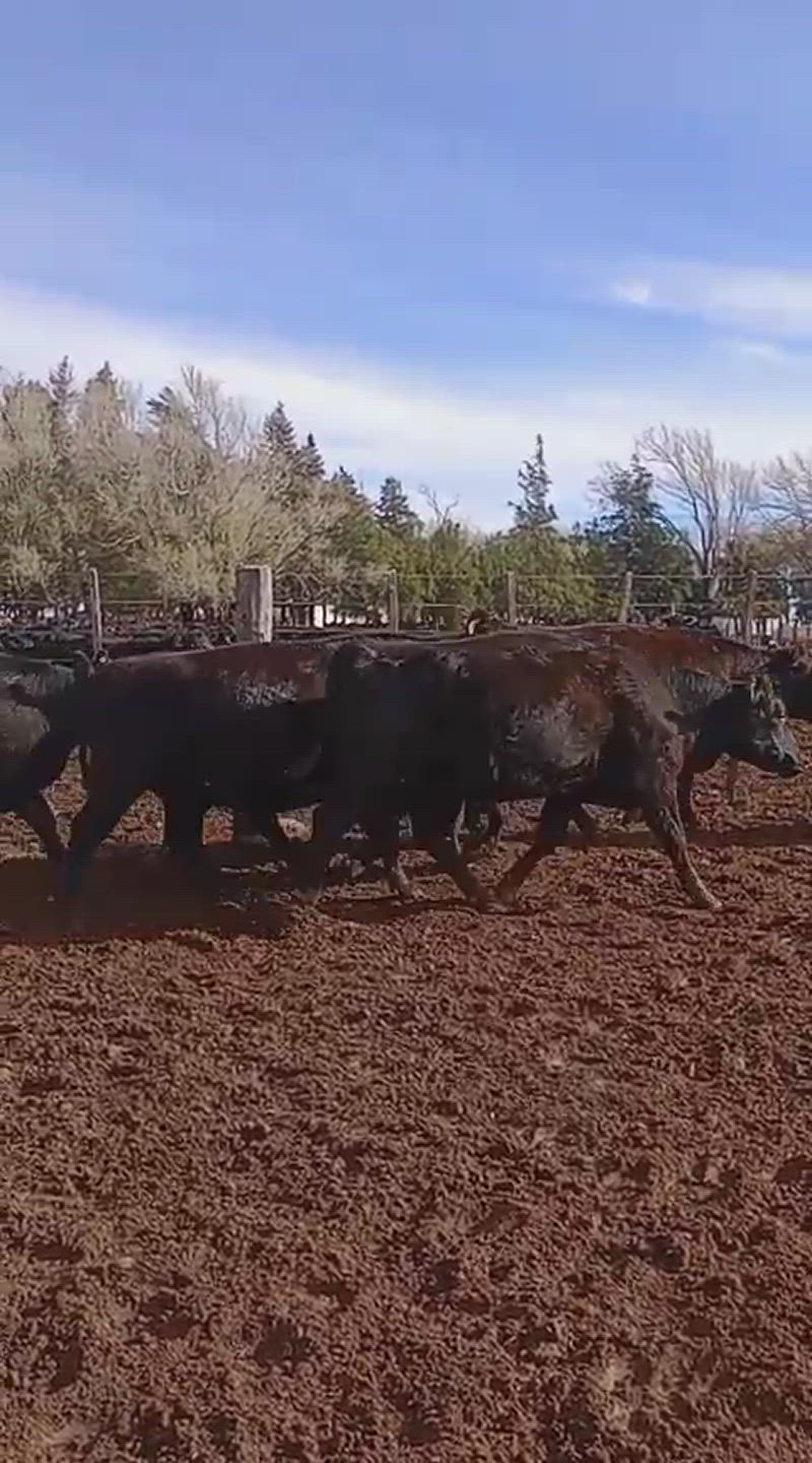 100 Vacas preñadas