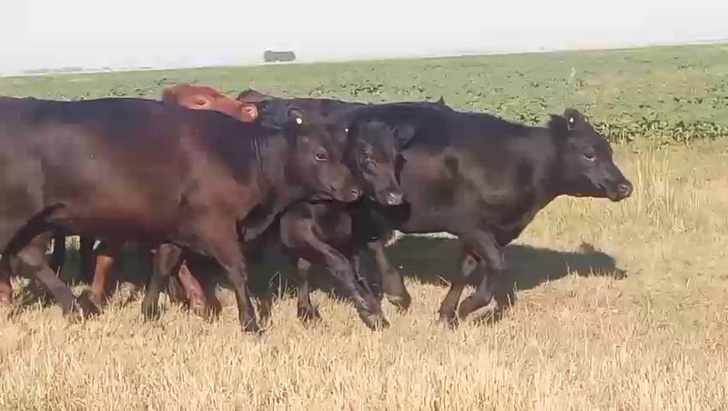100 Vaquillonas Preñadas