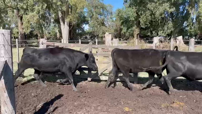 35 Vaquillonas Preñadas