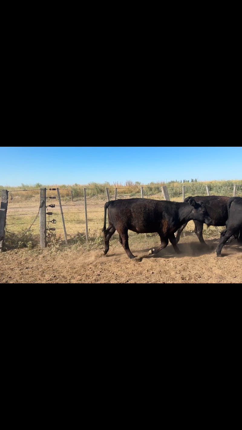 65 Terneros y Terneras