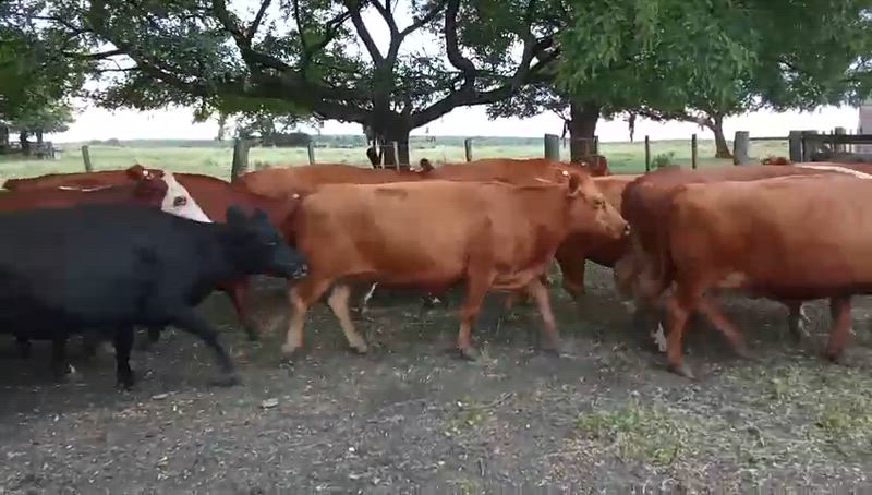 55 Vacas CUT Preñadas