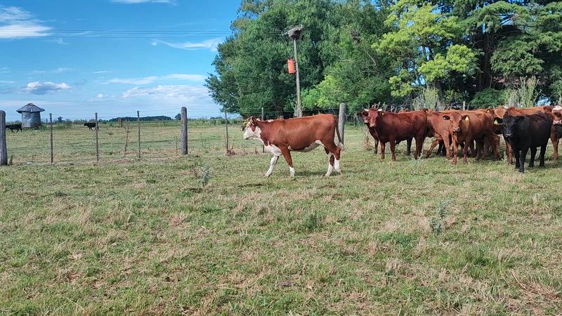 40 Vaquillonas Preñadas