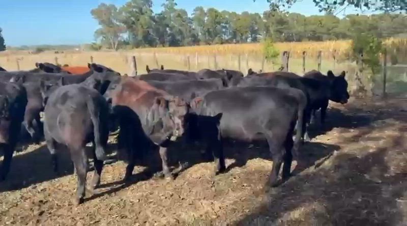 50 Terneros y Terneras