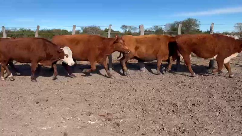 55 Vacas de invernada