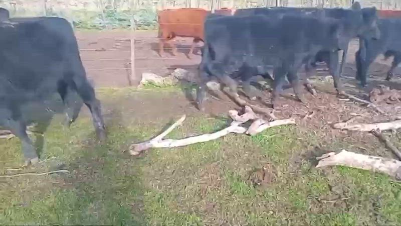 60 Terneros y Terneras