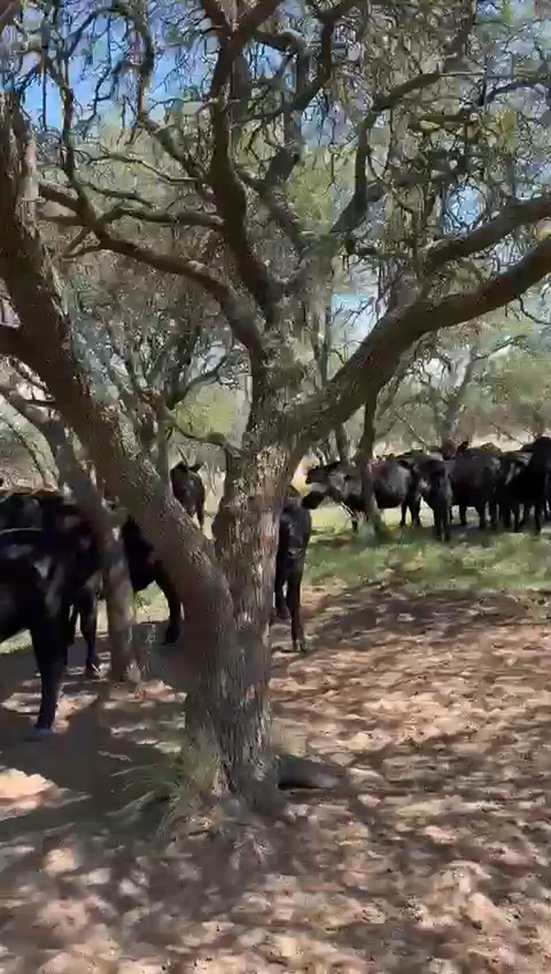 65 Vaquillonas Preñadas