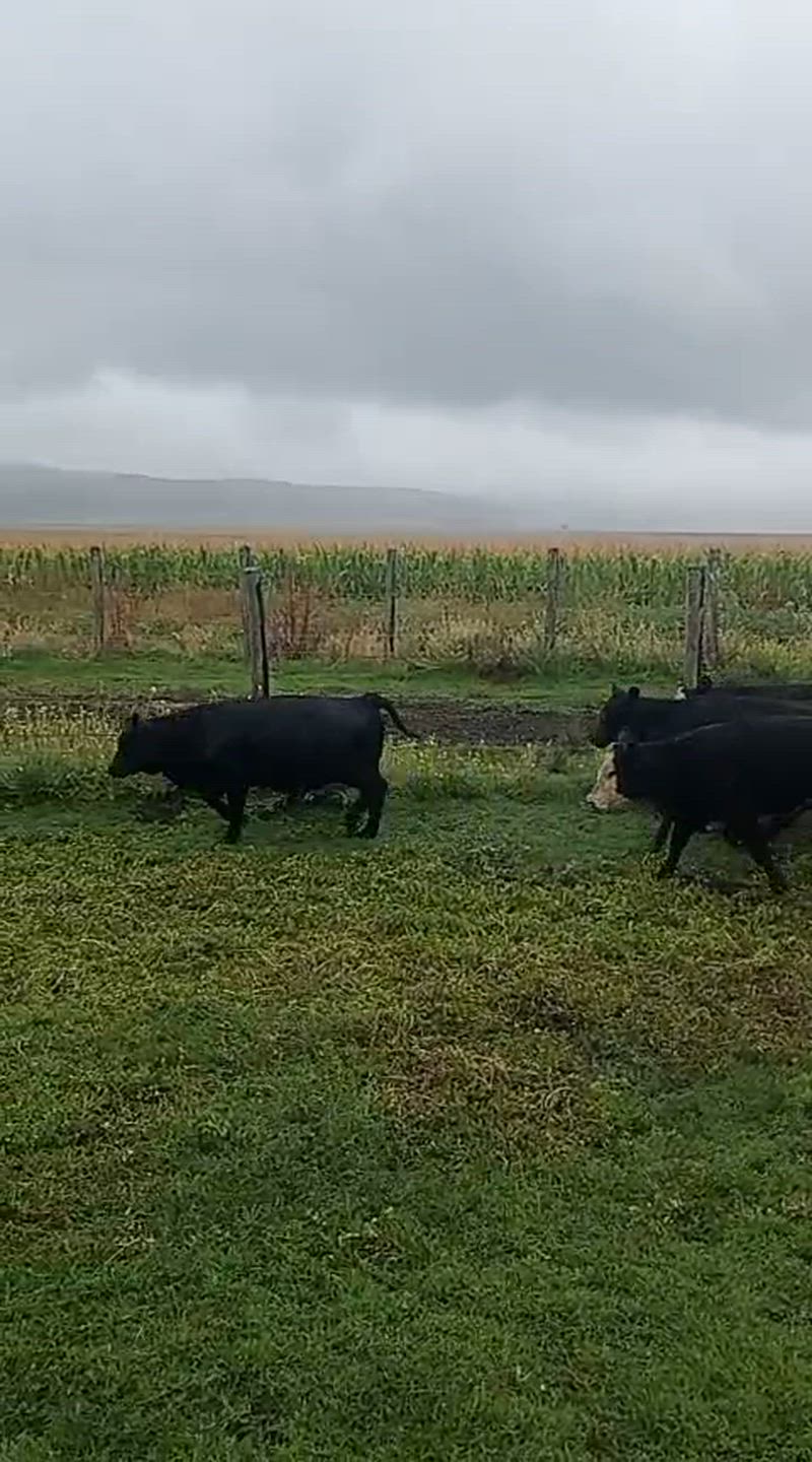 85 Terneros y Terneras