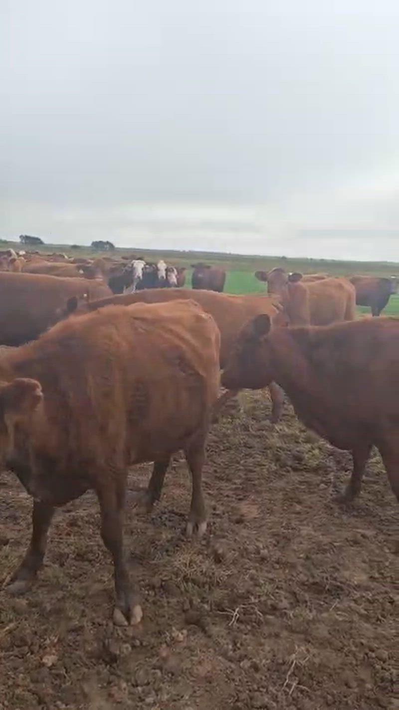50 Vacas preñadas