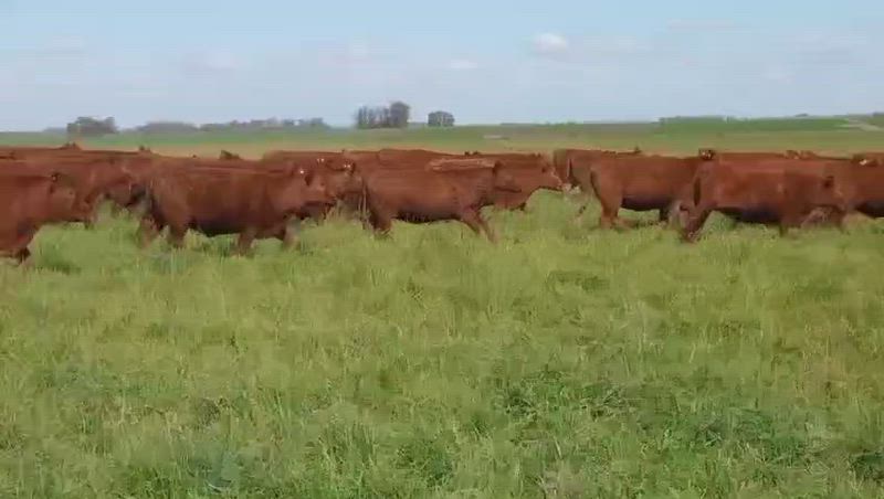 100 Vaquillonas Preñadas